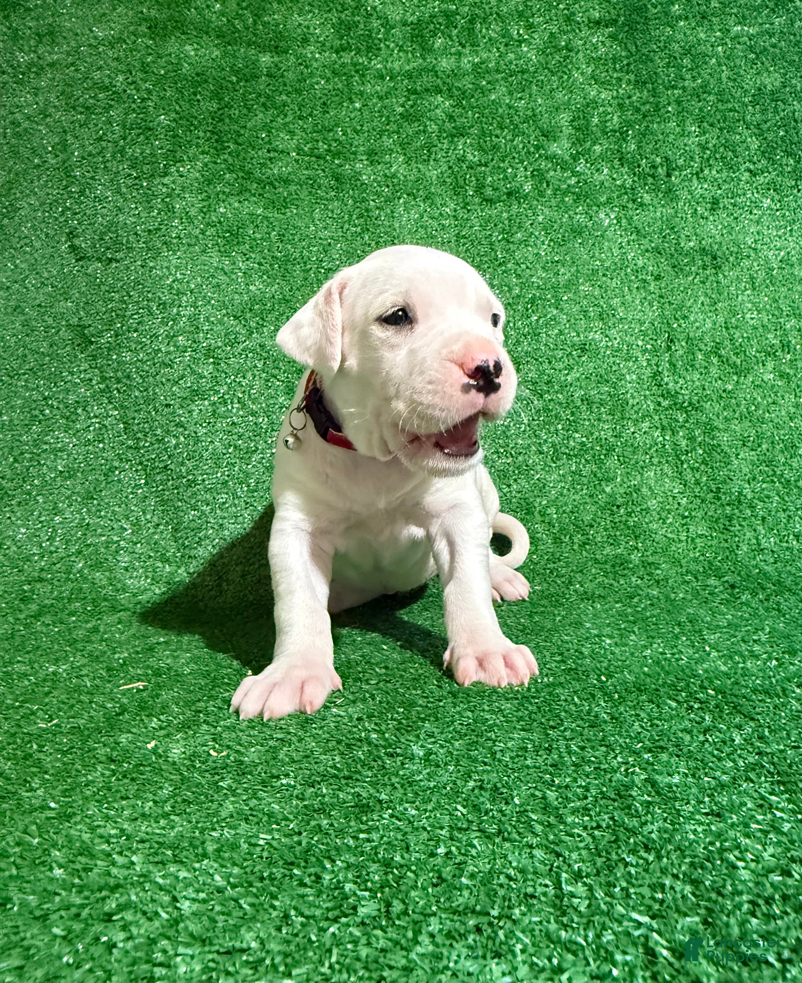 Dogo Argentino dogs Red female  - Ad 2