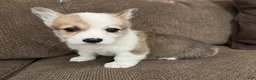 Welsh Corgi Pembroke dogs for sale: Cali  - Ad 6