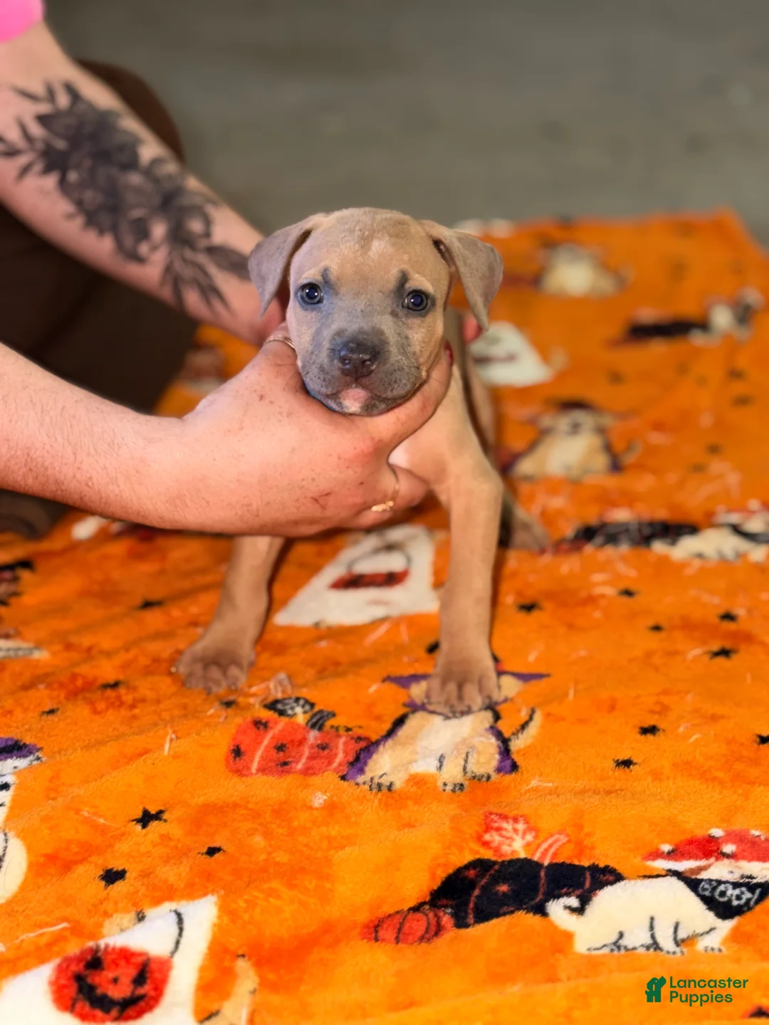 American Bully dogs for sale: American Bully 7 - Ad 2