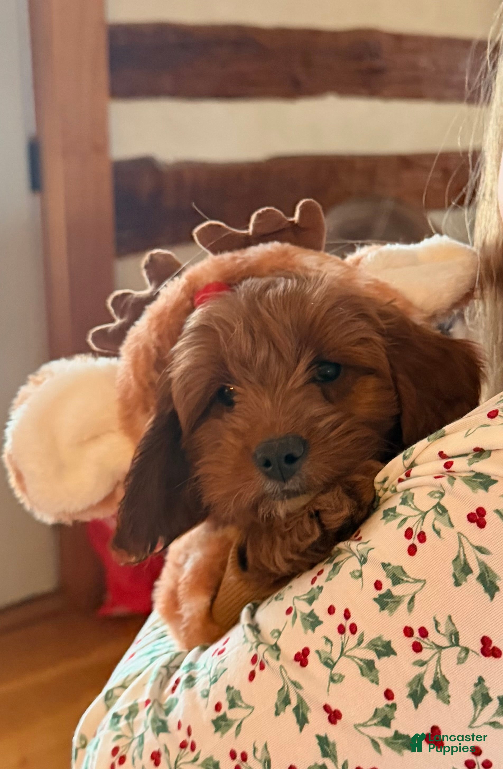 Mini Goldendoodle dogs POTTY TRAINED MINI GOLDENDOODLE  - Ad 9