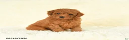 Toy Poodle dogs for sale: Scarlet - Ad 4