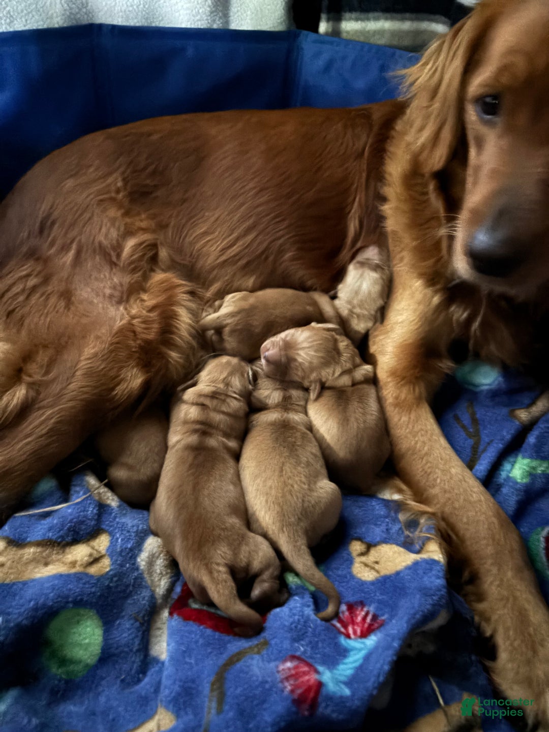 Golden Retriever dogs for sale: Autumn - Ad 4