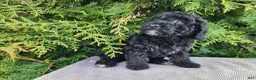 Mini Bernedoodle dogs for sale: Willow - Ad 16