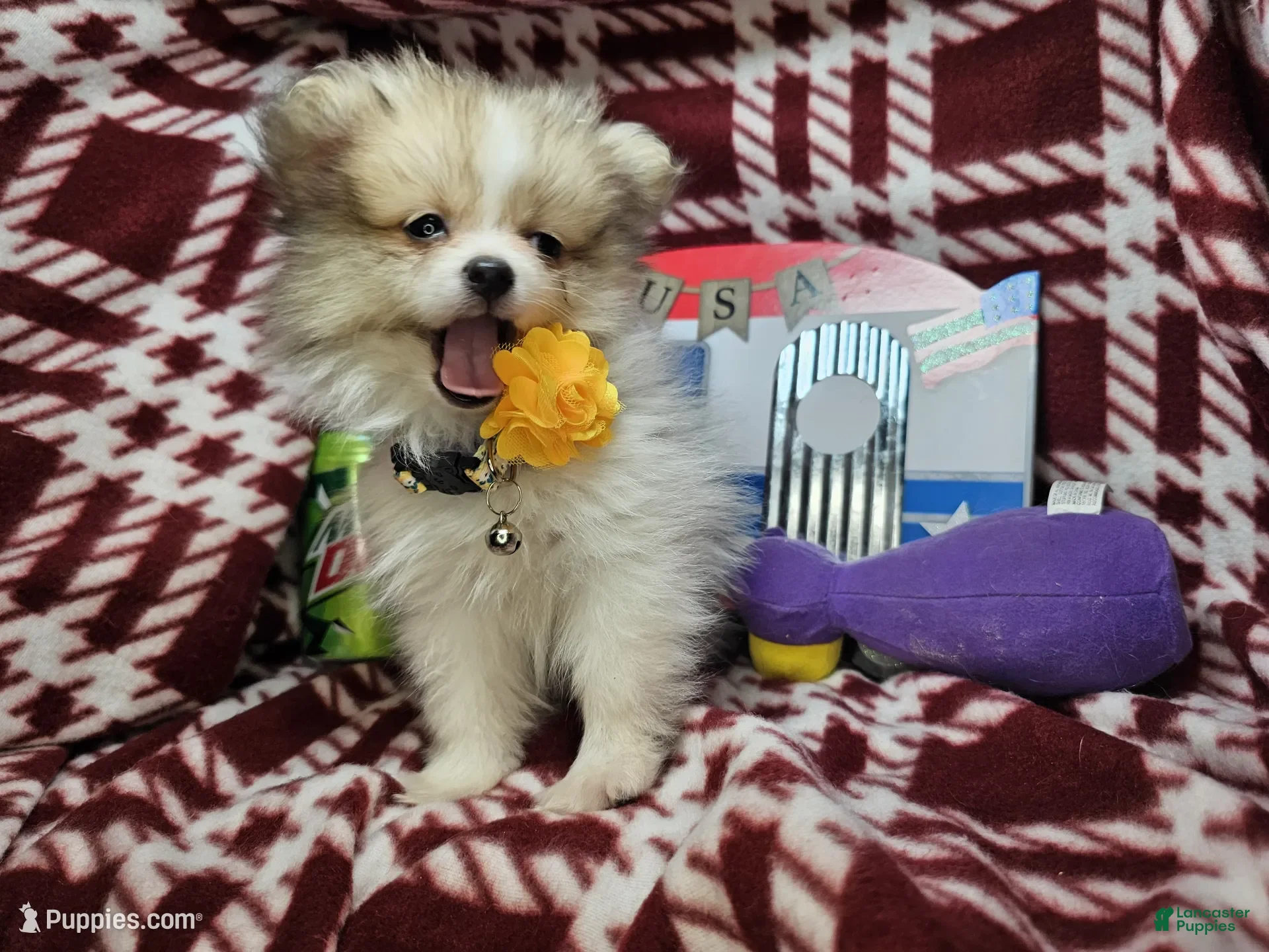Pomeranian dogs Frairy Fancy - Ad 41