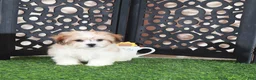 Teddy Bear dogs for sale: Nico Handsome Male Teddy Bear Puppy - Ad 4