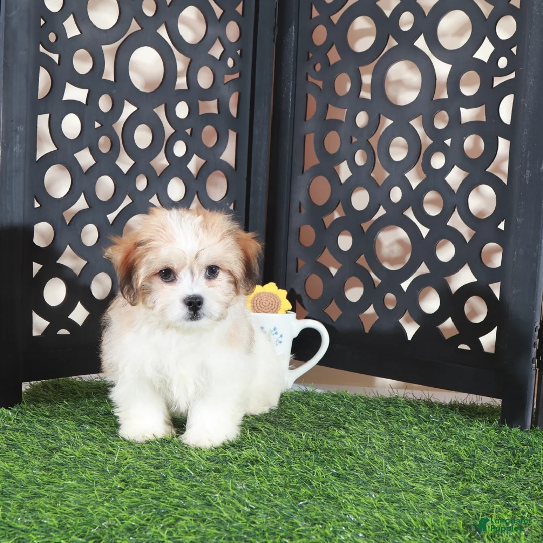 Teddy Bear dogs for sale: Nico Handsome Male Teddy Bear Puppy - Ad 4