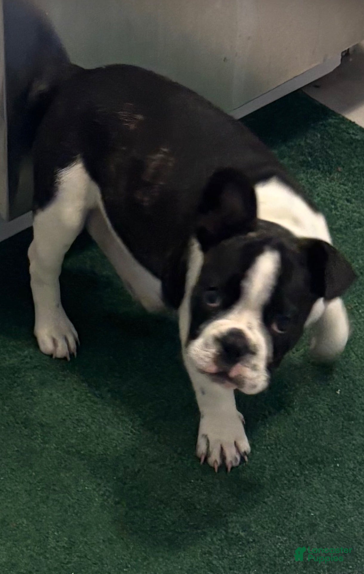 French Bulldog dogs French Bulldog 1 - Ad 42