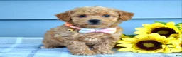 Bichpoo dogs for sale: Sunny - Ad 1