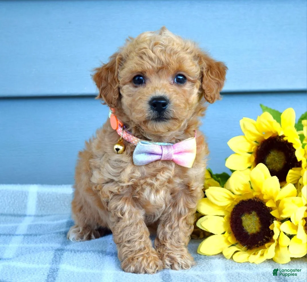 Bichpoo dogs for sale: Sunny - Ad 1