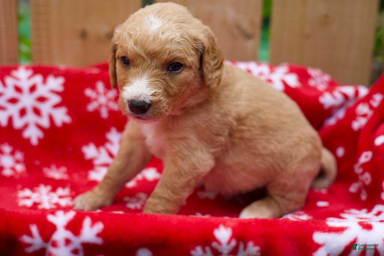 Goldendoodle dogs Steve - Ad 1