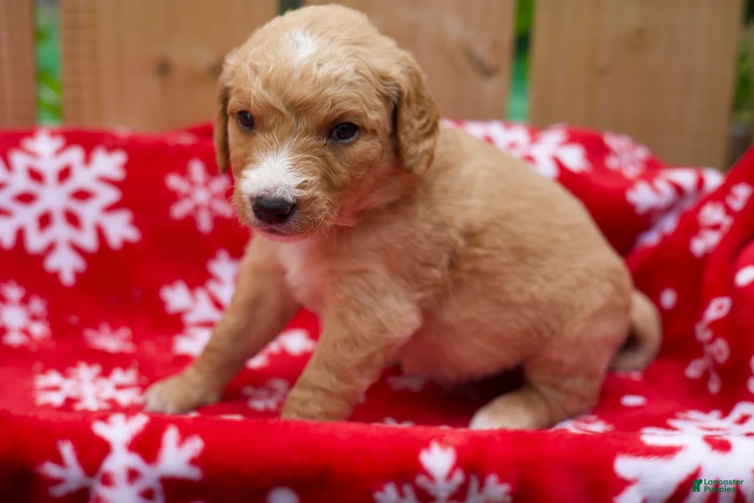 Goldendoodle dogs for sale: Steve - Ad 1