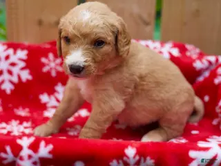Goldendoodle dogs for sale: Steve - Ad 4