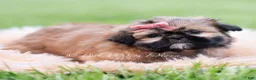 Shih Tzu dogs for sale: Raja - Ad 4
