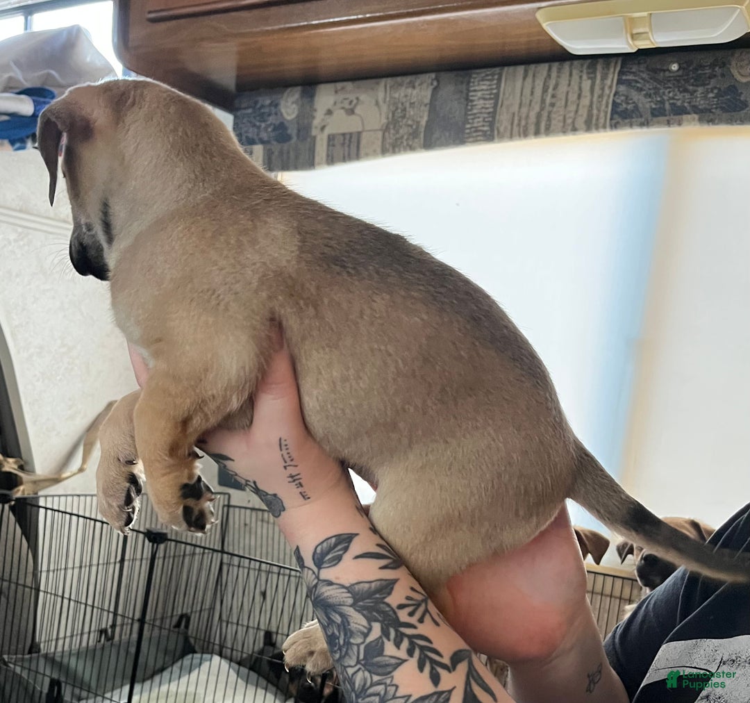 Mixed Breed dogs for sale: Mixed Breed Puppy 2 - Ad 3