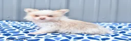 Pomeranian dogs for sale: Daisy - Ad 4