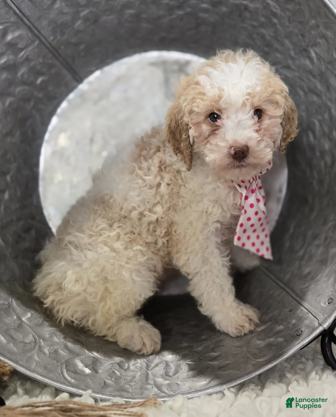 Bernedoodle dogs for sale: Kaley - Ad 3