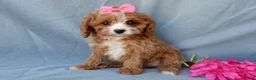 Cavapoo dogs for sale: Daisy - Ad 1