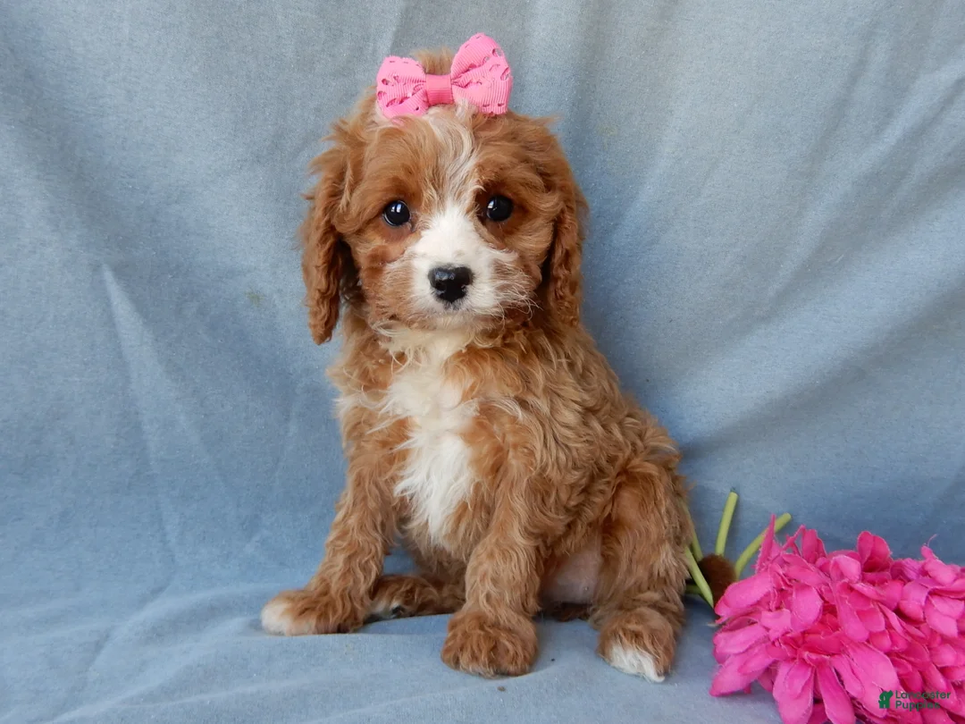 Cavapoo dogs for sale: Daisy - Ad 1