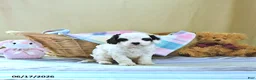 Cavapoo dogs for sale: Bailey - Ad 4