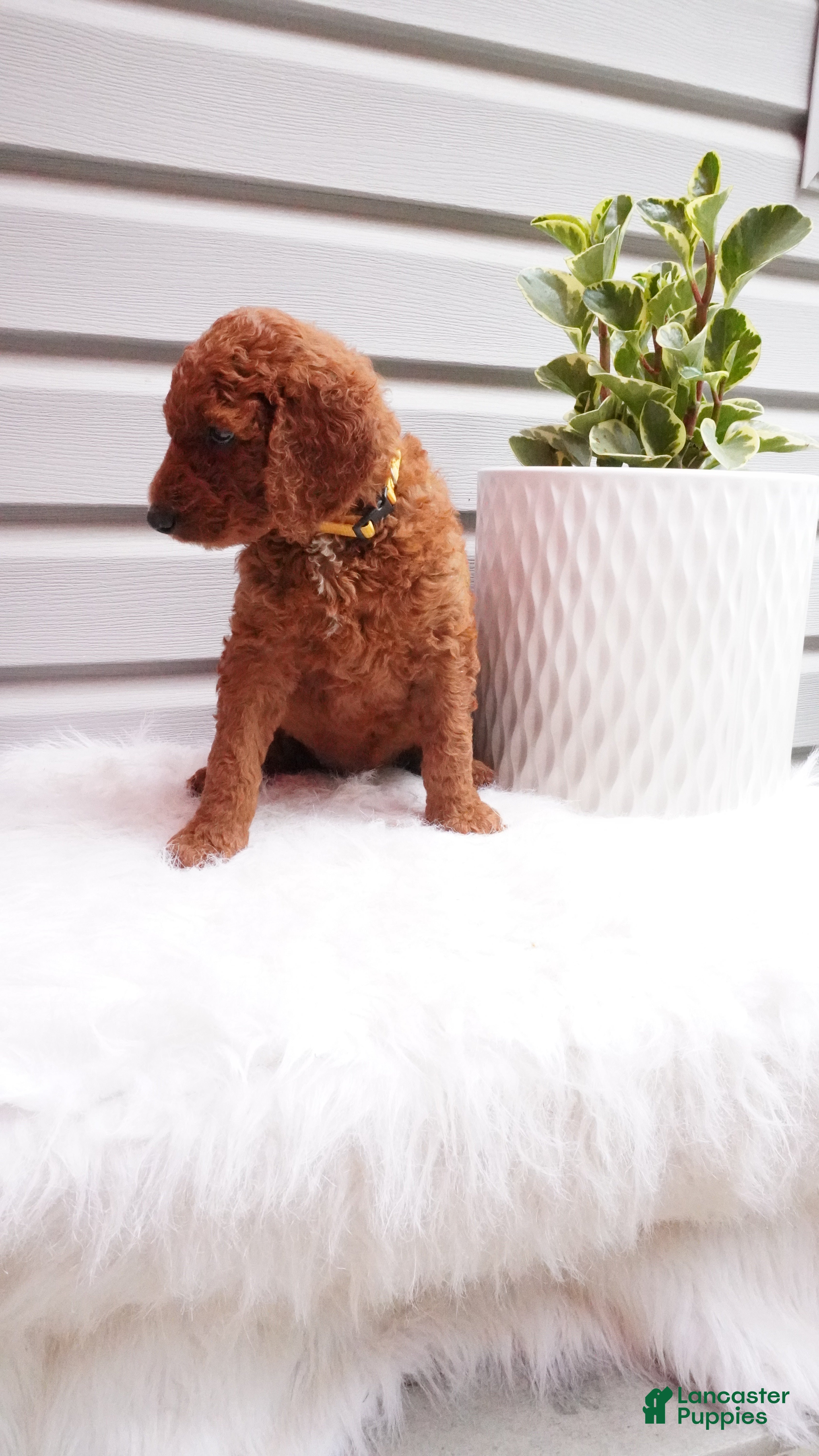 Goldendoodle dogs Rubble - Ad 2