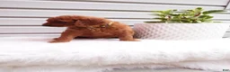 Goldendoodle dogs for sale: Rubble - Ad 7