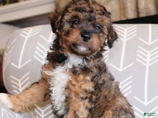 Mini Aussiedoodle dogs - Ad 25