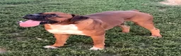 Boxer dogs for sale: Boxer Puppy 3- Susie - Ad 6