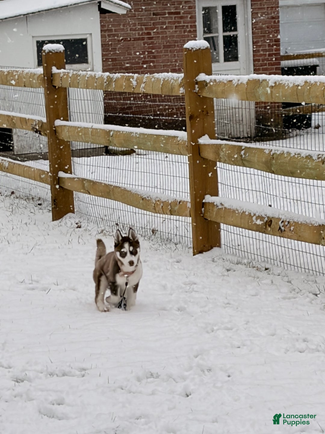 Siberian Husky dogs for sale: Archie  - Ad 3