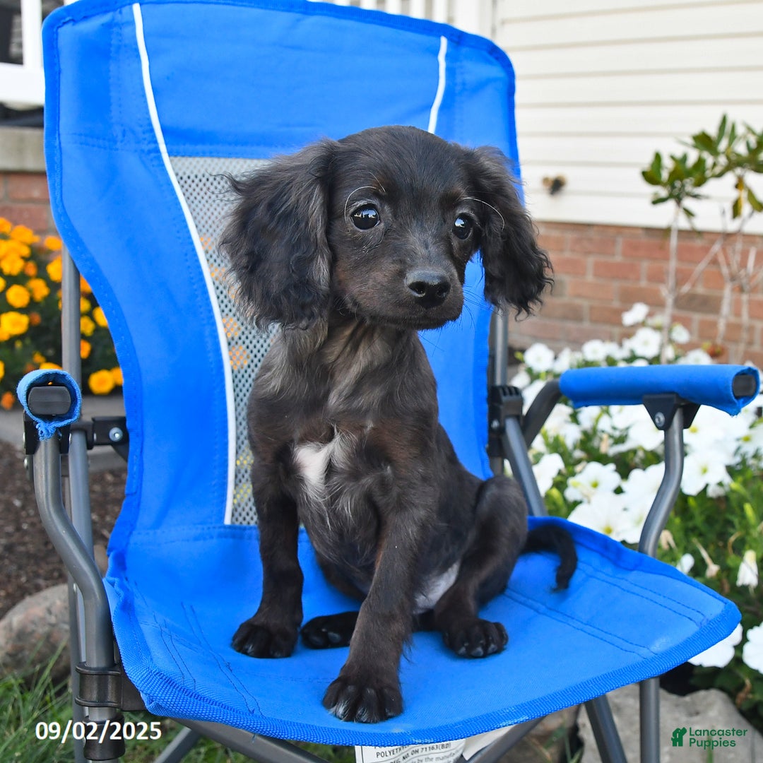 Cavapoo dogs for sale: Taylor - Ad 2