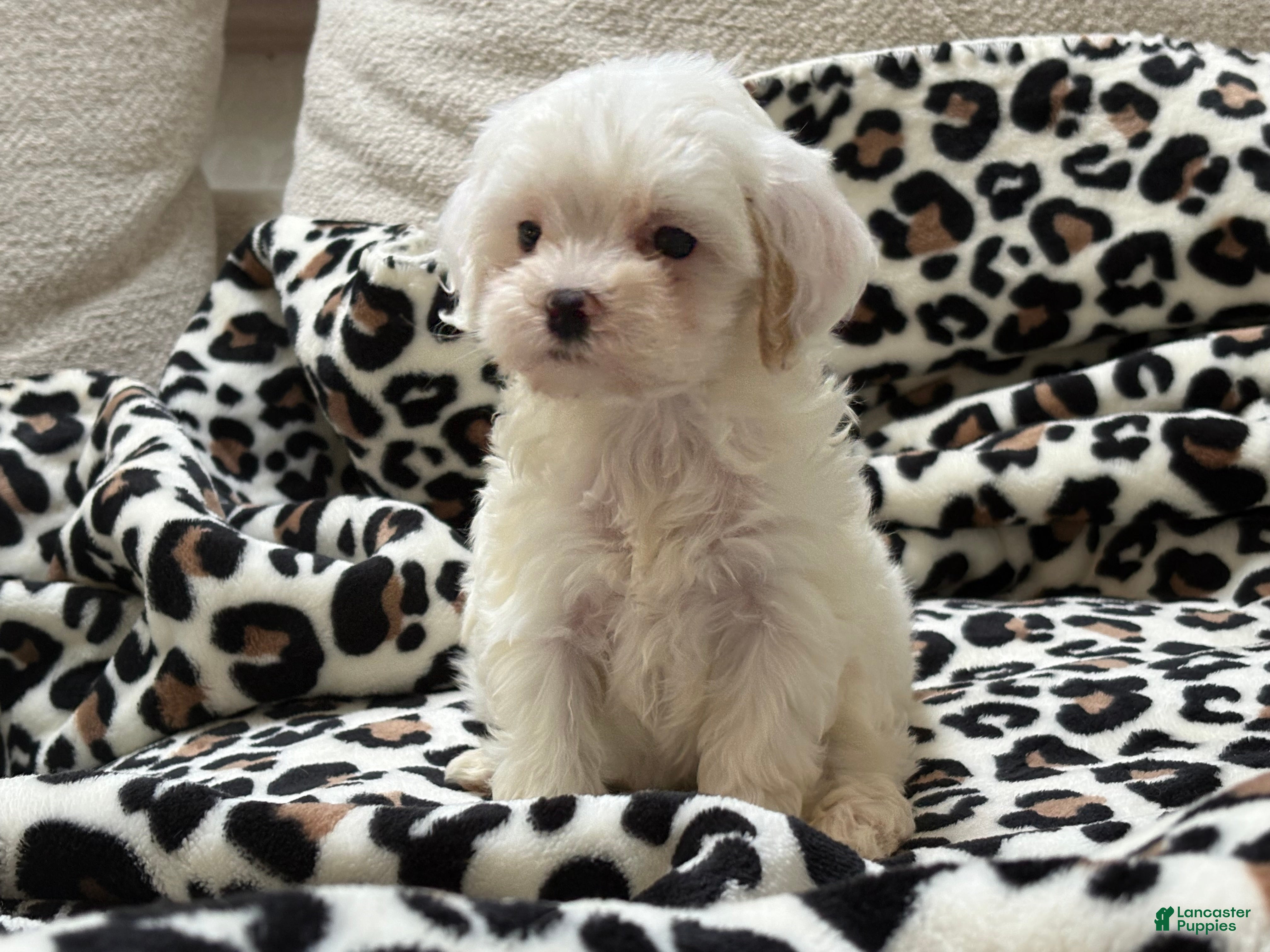 Maltipoo dogs Magnolia  - Ad 2