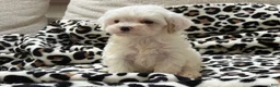 Maltipoo dogs for sale: Magnolia  - Ad 2