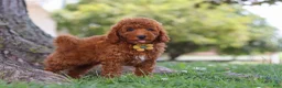 Miniature Poodle dogs for sale: Brunco - Ad 7
