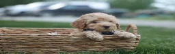 Havapoo dogs for sale: Eugene 💛🐾 - Ad 9
