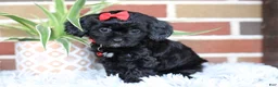 Cavapoo dogs for sale: Coco - Ad 9