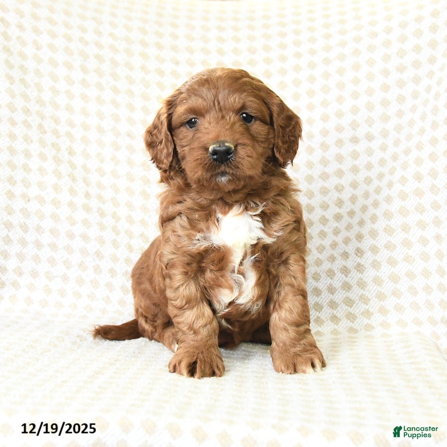 Mini Goldendoodle dogs London - Ad 17