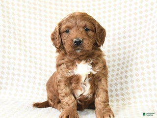 Mini Goldendoodle dogs London - Ad 19