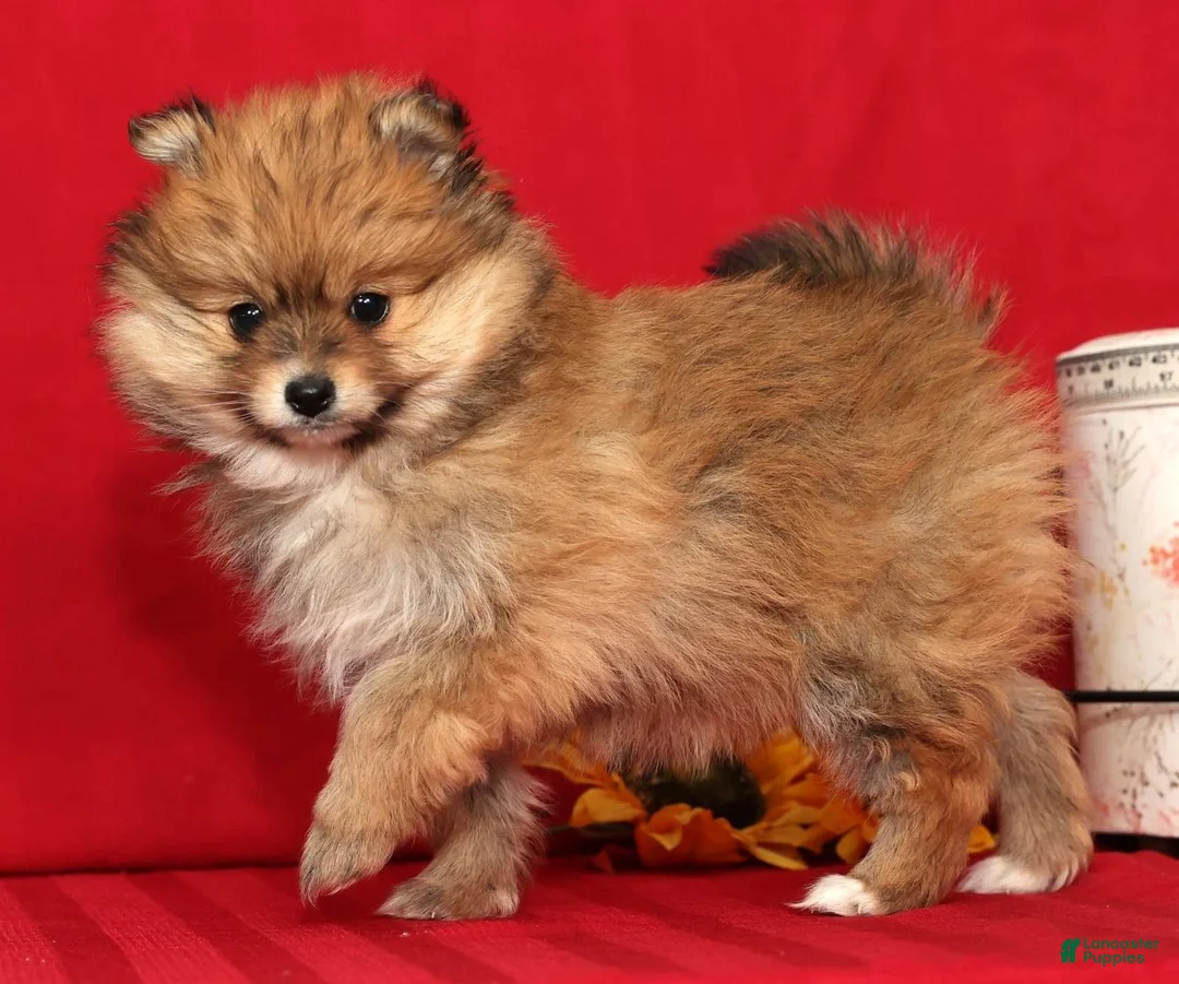 Pomeranian dogs for sale: Daisy - Ad 9