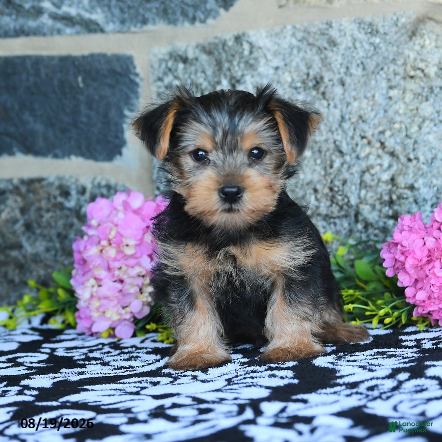 Yorkshire Terrier dogs Monkey - Ad 1