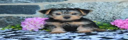 Yorkshire Terrier dogs for sale: Monkey - Ad 1