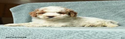 Cavapoochon dogs for sale: Wendy - Ad 3