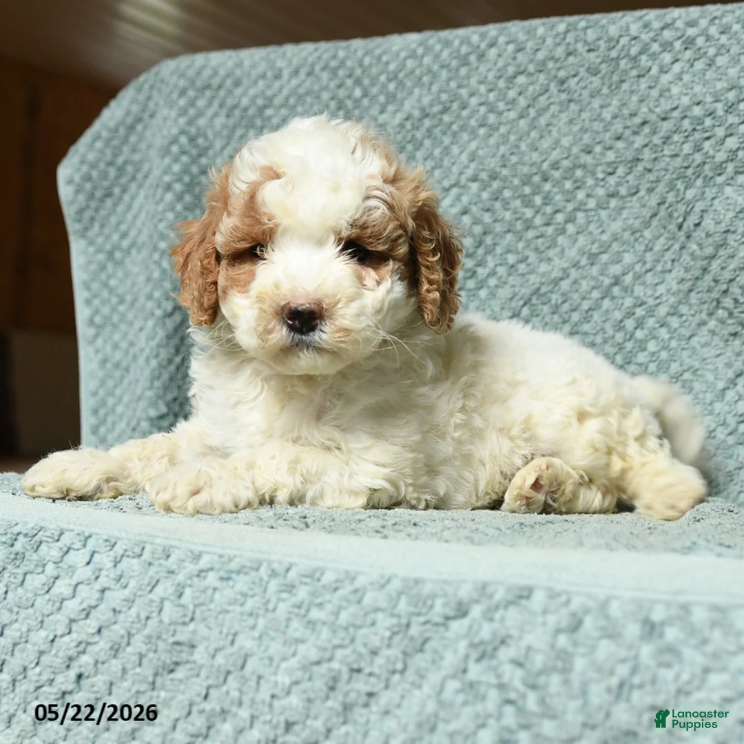 Cavapoochon dogs for sale: Wendy - Ad 3
