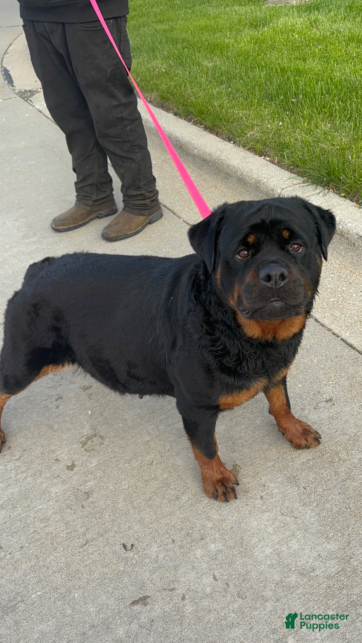 Rottweiler dogs Rottweiler Puppy 6 - Ad 2