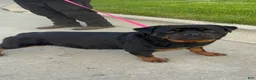 Rottweiler dogs for sale: Rottweiler Puppy 3 - Ad 2