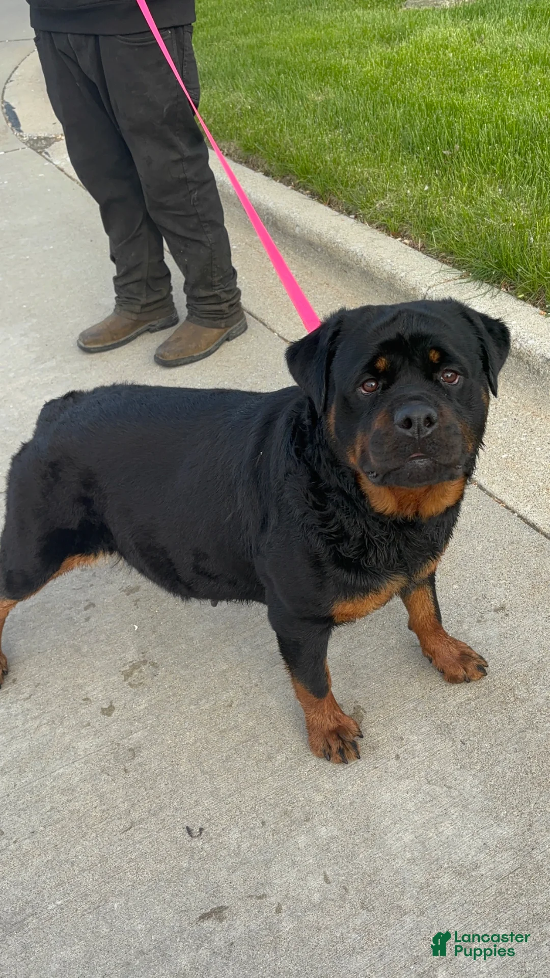 Rottweiler dogs for sale: Rottweiler Puppy 3 - Ad 2