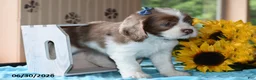 Cocker Spaniel dogs for sale: Jewel - Ad 3
