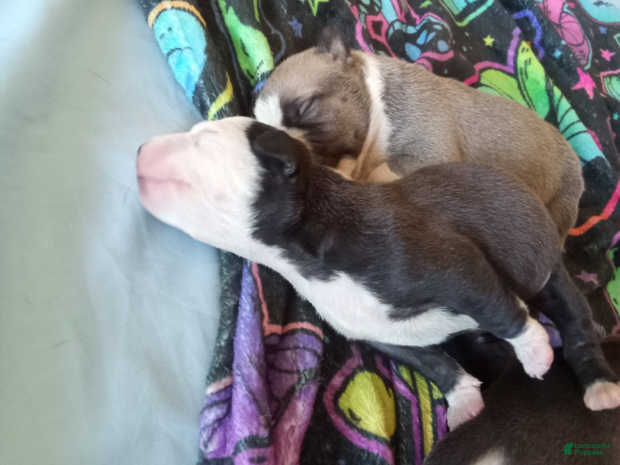 American Pit Bull Terrier dogs American Pit Bull Terrier Puppy 5 - Ad 7