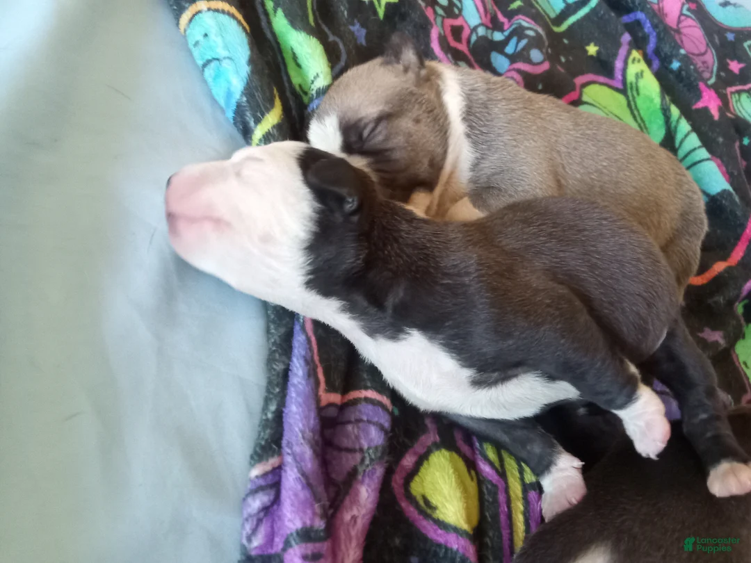 American Pit Bull Terrier dogs for sale: American Pit Bull Terrier Puppy 5 - Ad 1