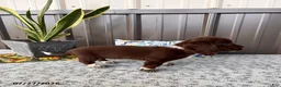 Miniature Dachshund dogs for sale: Gordy - Ad 3