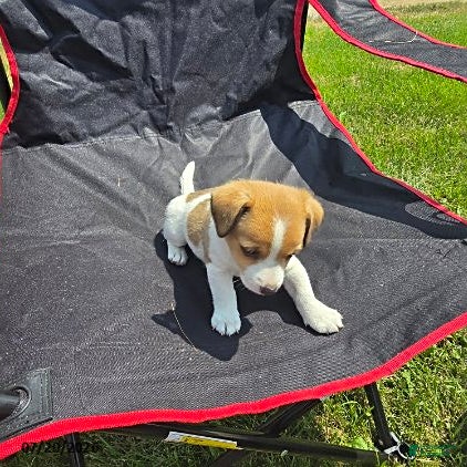 Jack Russell Terrier dogs Flora - Ad 2