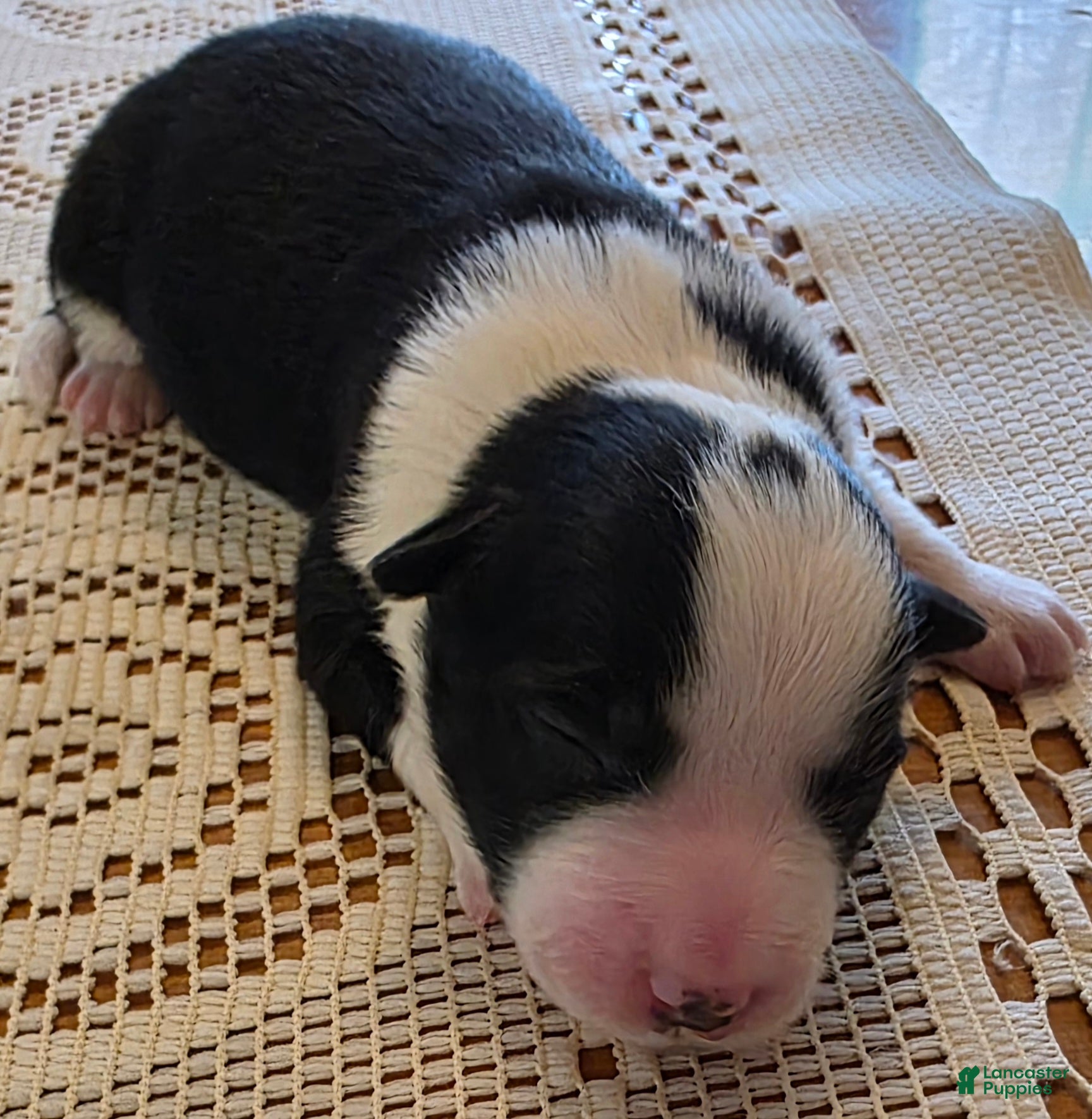 Border Collie dogs Border Collie Puppy 1 - Ad 10